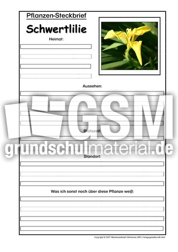 Pflanzensteckbrief-Schwertlilie.pdf
